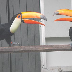 Toco toucans