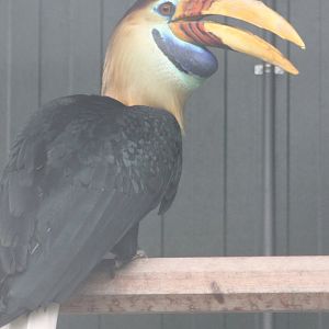 Celebes knobbed hornbill - Male