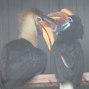Celebes knobbed hornbills