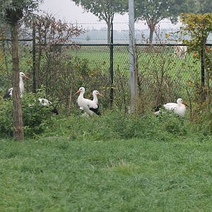 European white storks