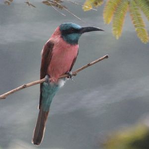 Carmine bee-eater