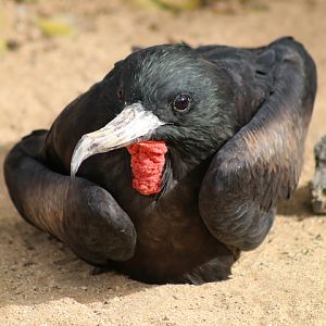 Great Frigatebird