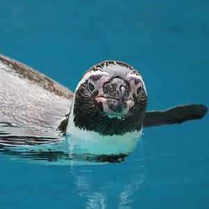 Humboldt Penguin