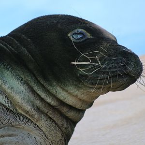 Hawaiian Monk Seal