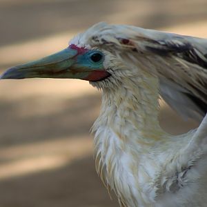 Red-footed Booby
