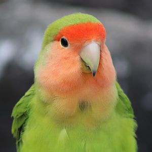 Rosy-faced Lovebird