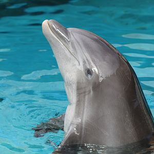 Atlantic Bottlenose Dolphin