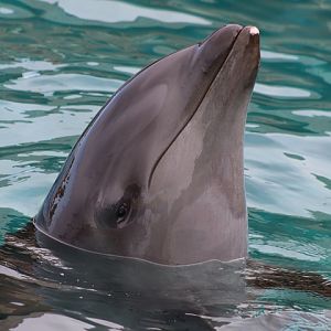 Wholpin - False Killer Whale x Atlantic Bottlenose Dolphin