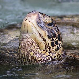 Green Turtle
