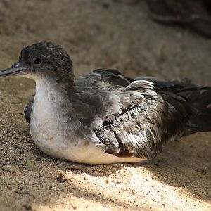 Wedge-tailed Shearwater