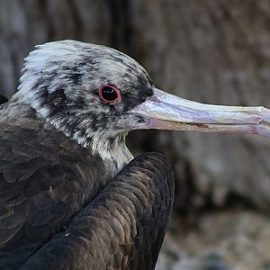 Great Frigatebird
