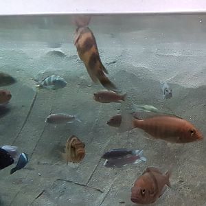 African cichlids
