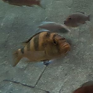 Cichlid ID