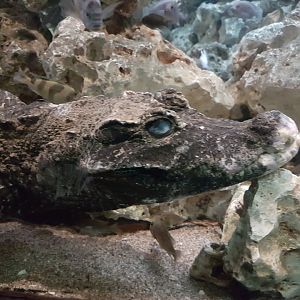 African dwarf crocodile