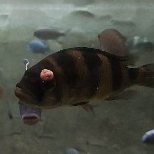 Cichlid with tumor