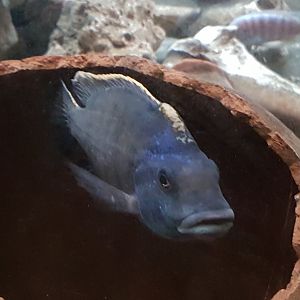 Cichlid ID