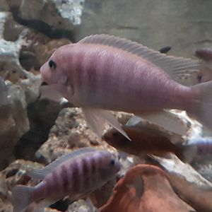 Cichlid ID