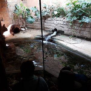 Crocodile-enclosure