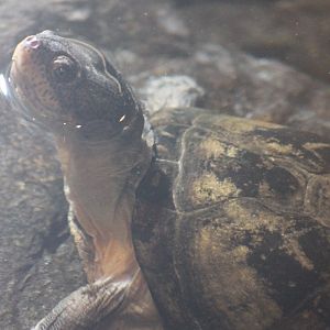 West African mud turtle - Pelusios castaneus