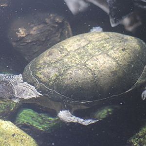 West African mud turtle - Pelusios castaneus