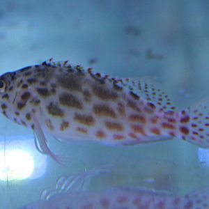 Cirrhitichthys ocycephalus