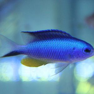 Adaman damselfish - Pomacentrus alleni