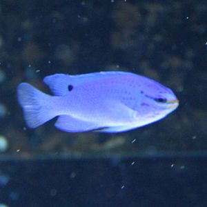 Damselfish ID