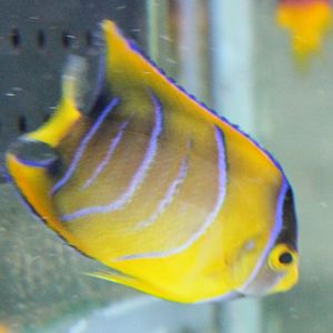 I think Holacanthus bermudensis