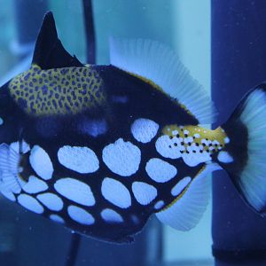 Clown Triggerfish