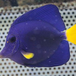 Yellow-tail tang - Zebrasoma xanthurum