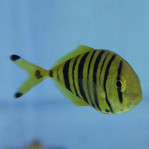 Golden mackerel - Gnathanodon speciosus
