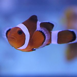 Amphiprion percula