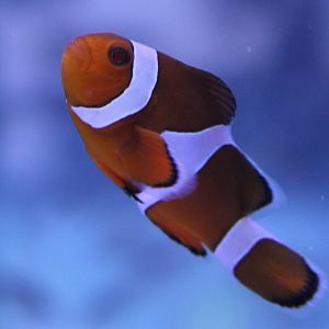 Amphiprion percula