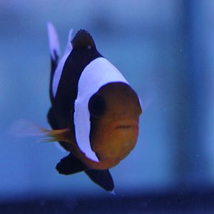 Saddle clownfish - Amphiprion polymnus