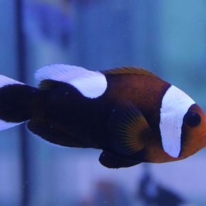 Saddle clownfish - Amphiprion polymnus