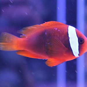Amphiprion frenatus