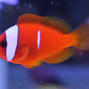 Amphiprion ID