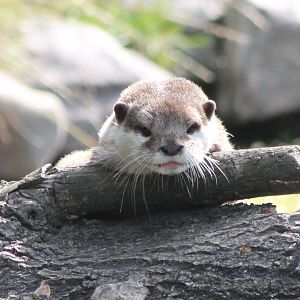 Small-clawed otter