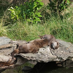 Resting Small-clawed otters
