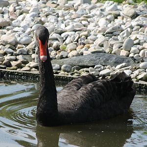 Black swan