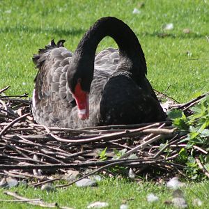 Nesting Black swan