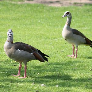 Egyptian goose