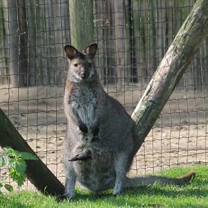 Red-necked wallaby with joey