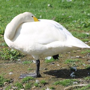 Whooper swan