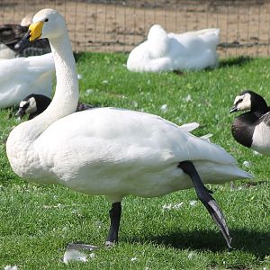Whooper swan