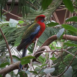 Crimson Rosella