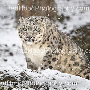 Snow Leopard in snowstorm