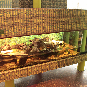 Dec. 2017 - Pritzker Family Children's Zoo - Blanding's Turtle Exhibt