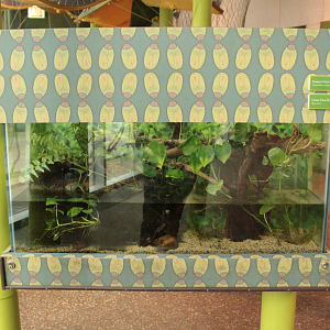 Dec. 2017 - Pritzker Family Children's Zoo - Eastern Newt + Green Tree Frog Exhibit