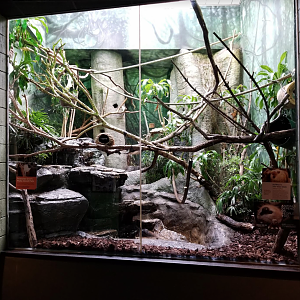 Dec. 2017 - Primate House - Pied Tamarin + Hoffman's Two-toed Sloth Exhibit